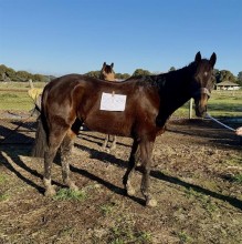 Lot 29