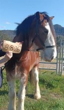 Lot 77