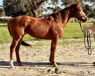 Lot 14