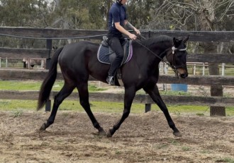 Lot 15