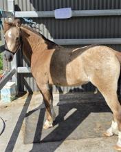 Lot 11