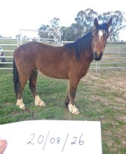 Lot 54