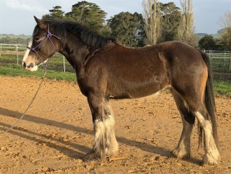 Lot 55