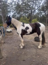 Lot 59