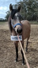 Lot 60