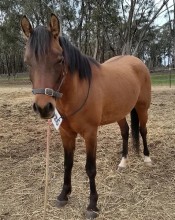 Lot 61