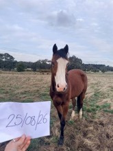 Lot 65