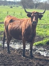 Lot 81
