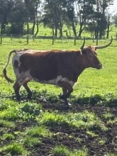 Lot 82