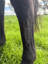 Lot 75