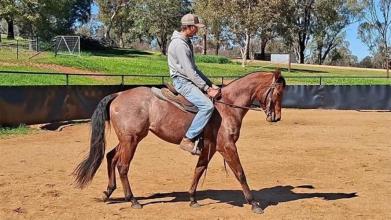 Lot 12