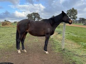 Lot 16