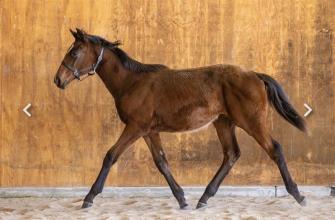 Lot 4