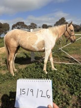 Lot 9