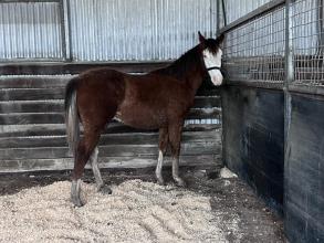 Lot 8