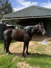 Lot 13