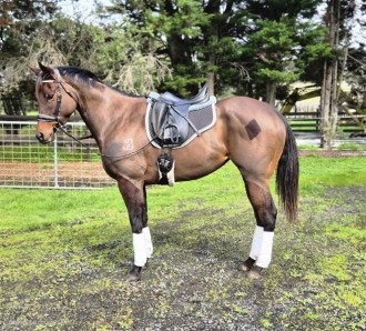 Lot 14