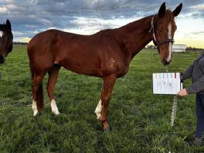 Lot 24