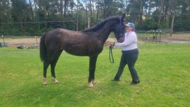 Lot 11