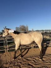 Lot 27