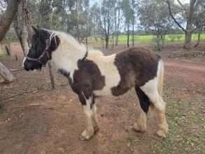 Lot 29
