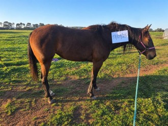 Lot 31