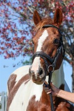 Lot 33