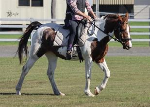 Lot 33