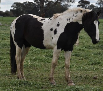 Lot 37
