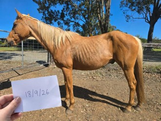 Lot 38