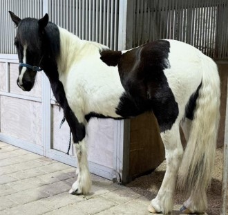Lot 41