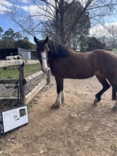 Lot 42