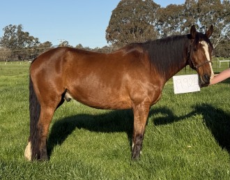 Lot 45