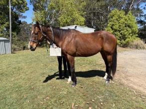 Lot 48