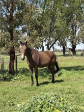 Lot 50