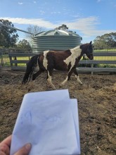Lot 52