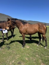 Lot 55