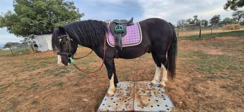 Lot 59
