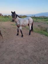 Lot 60