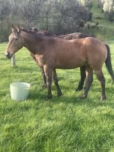 Lot 62