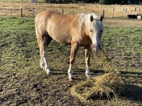 Lot 65