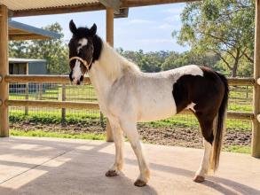 Lot 66