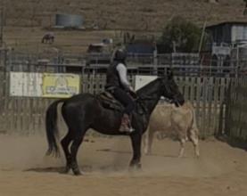 Lot 71