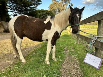 Lot 75