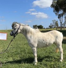 Lot 77
