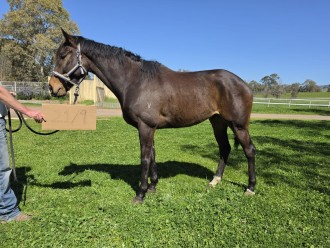 Lot 81