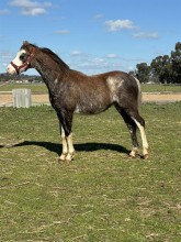 Lot 82