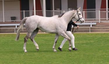 Lot 84