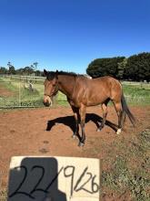 Lot 85