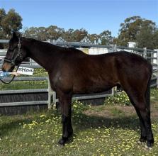 Lot 12